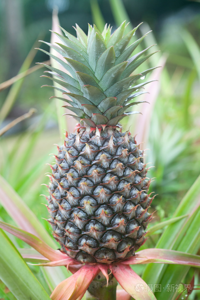 菠萝植物特写