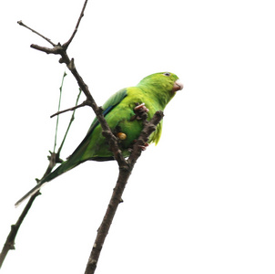 在树枝上的绿色鹦鹉