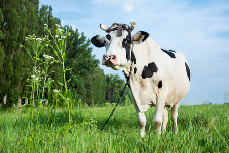 奶牛躺在草地上