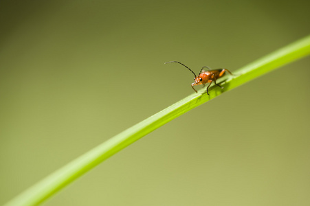 橙色和黑色昆虫 coleopteron