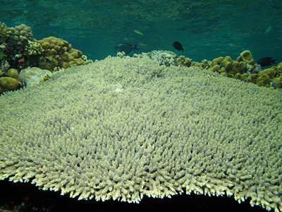 鹿角表珊瑚
