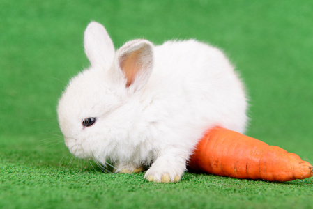 兔子与胡萝卜照片