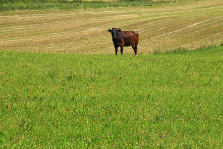 公牛在绿色草地上