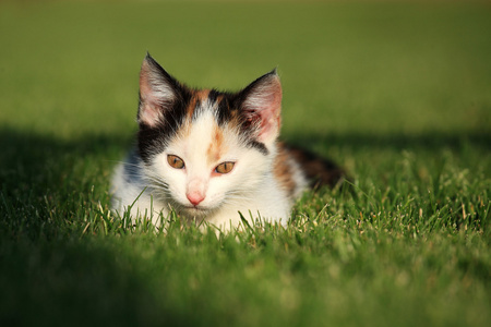 在草地上玩耍的小猫