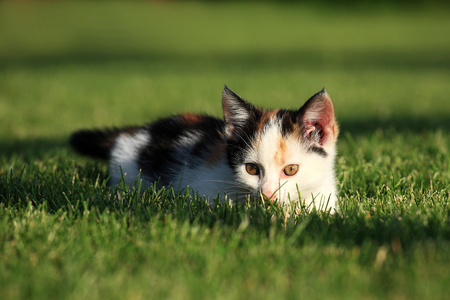 在草地上玩耍的小猫