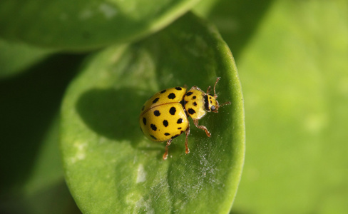 与坐在绿色的叶宏照片上的黑点的黄色甲壳虫照片