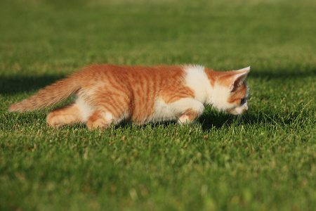 在草地上玩耍的小猫