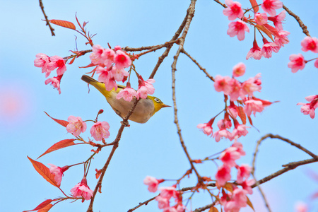 樱花与樱花绿绣眼鸟