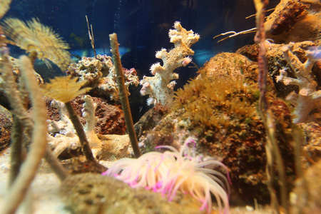 在水族馆中的珊瑚