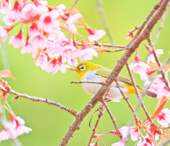 樱花与樱花绿绣眼鸟