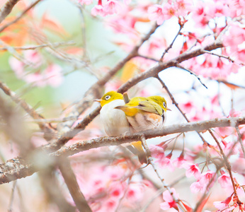 樱花与樱花绿绣眼鸟