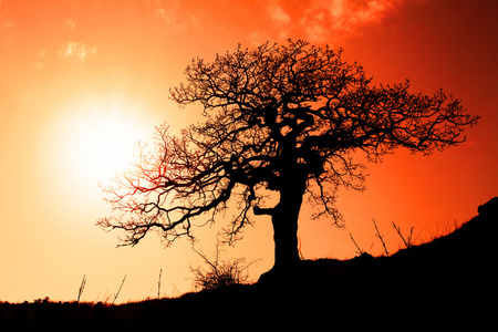 单树与太阳和颜色的天空