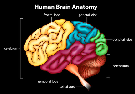 brainanatomy图片