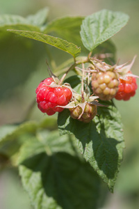 在水果花园成熟莓的特写