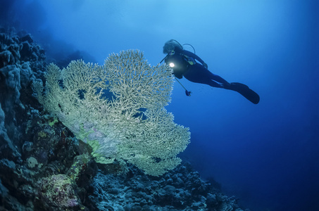 苏丹 红海 五颜六色的照片 鹿角珊瑚 鹿角 cervicornis 和一名潜水员