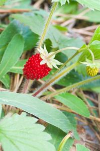 野生草莓浆果