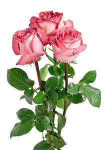装饰束粉色玫瑰