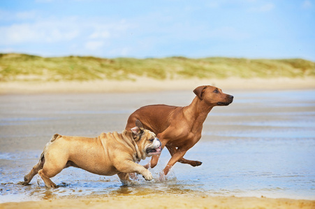 两只狗英国牛头犬和罗得西亚 ridgeback 的狗，在运行