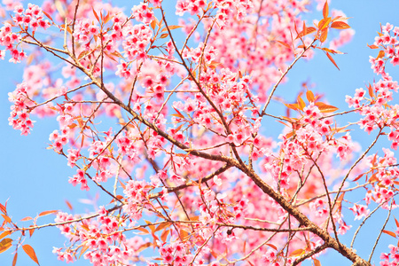 樱花和樱花背景