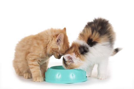 两只小猫在食物碗