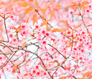 樱花和樱花背景