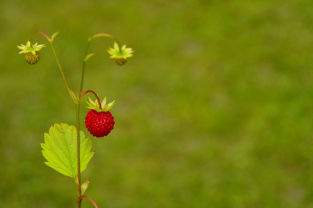 野草莓