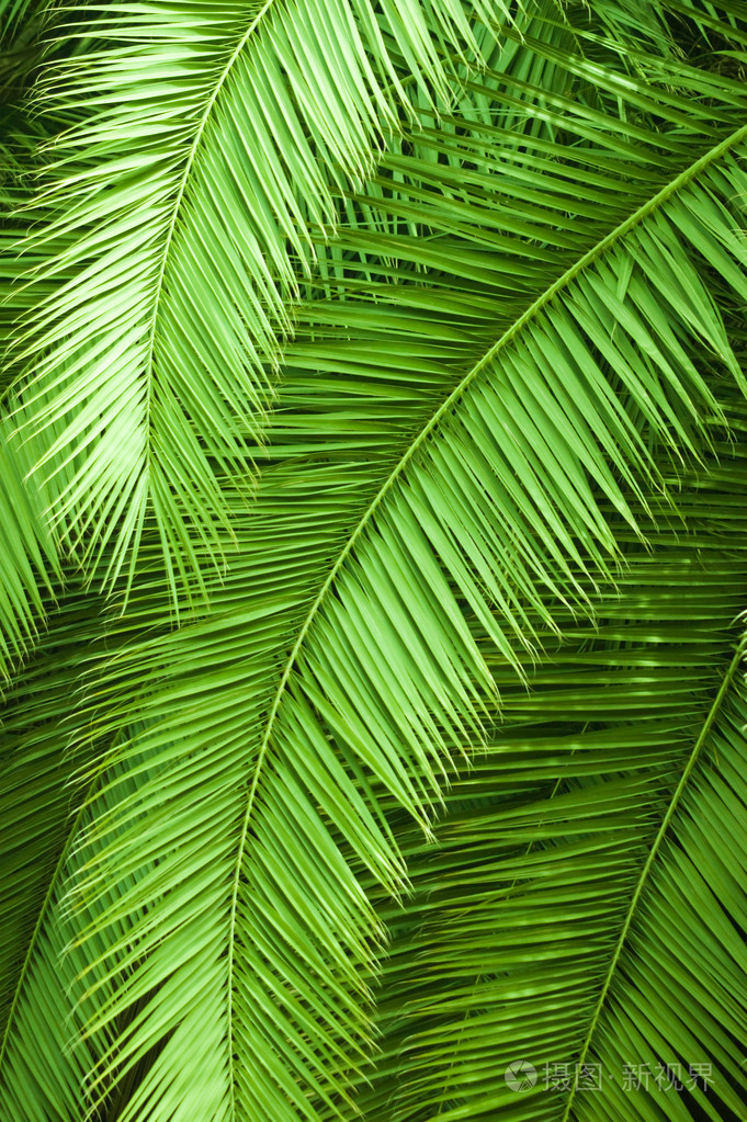 棕榈的叶子