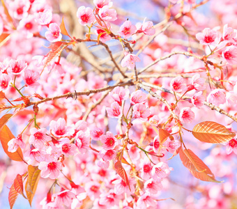 樱花和樱花背景