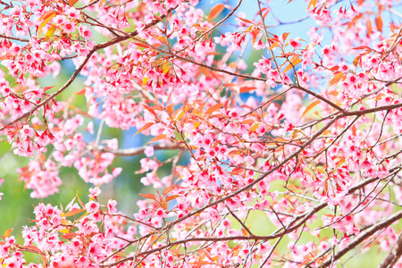 樱花和樱花背景