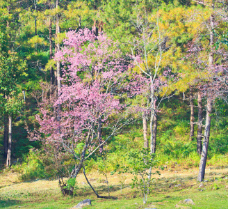 樱花和樱花背景