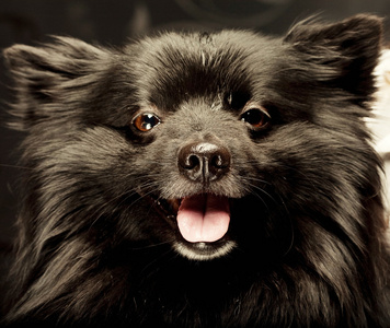 黑犬用灿烂的笑容