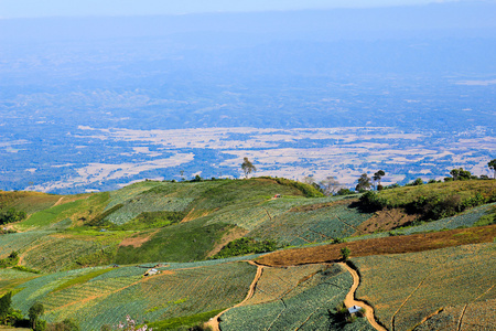 蔬菜田在山