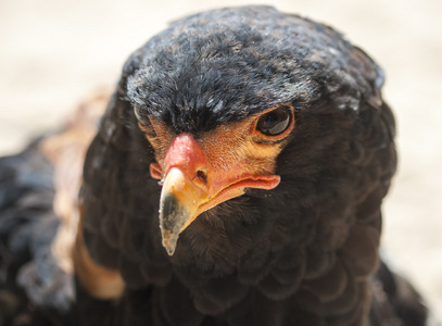 男性 bateleur 鹰