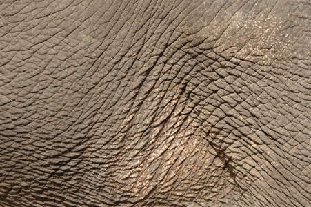 大象的皮肤