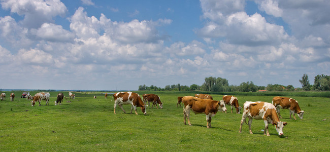 草原上的牛照片