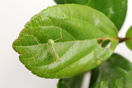 螳螂幼虫图片大全