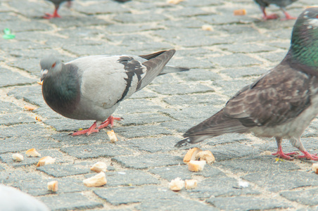 城市鸽子吃面包散落与游客