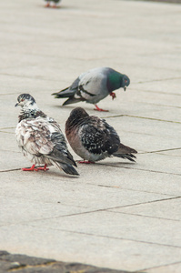 城市鸽子吃面包散落与游客