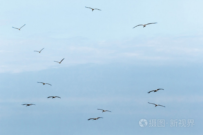 许多鸟在空中飞翔