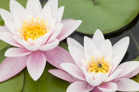 水中百合鲜花