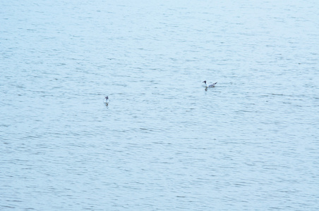 海鸥在海上飞行