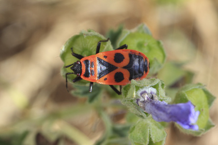 stingbug，pyrrhocoris 翅大头粪金龟