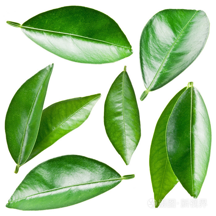 柑橘叶片