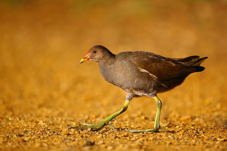 常见的红松鸡 Gallinula chloropus 在河边散步