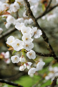 白樱桃花果园花园中