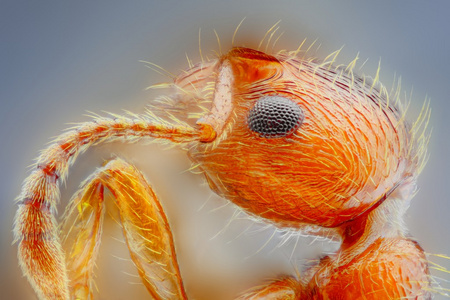 杨梅蚂蚁头与 25 倍显微镜目标所采取的极端尖锐和详细研究从许多镜头堆积成一个非常锋利照片