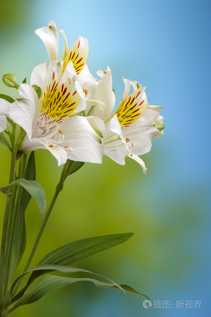 白百合花手机壁纸图片