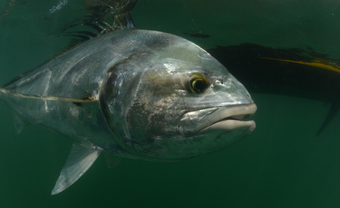 roosterfish 海洋中与皮划艇在背景中