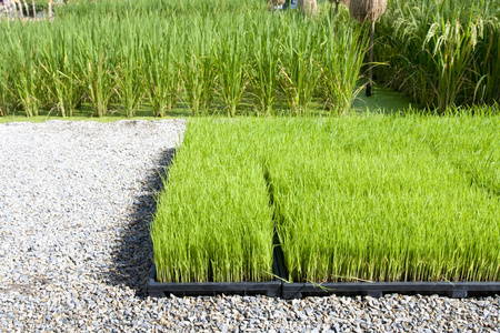 水稻发芽种植机托盘中图片
