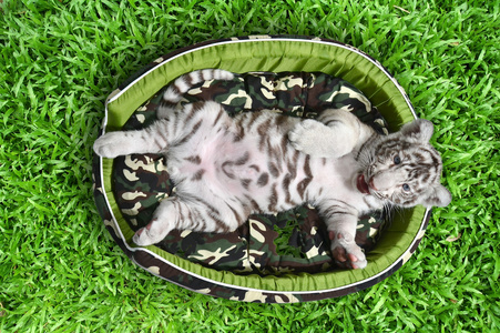婴儿白老虎躺在一张床垫